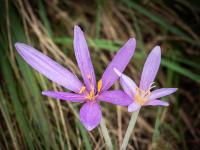 Große und kleine offene Herbstzeitlosen Blüte beieinander